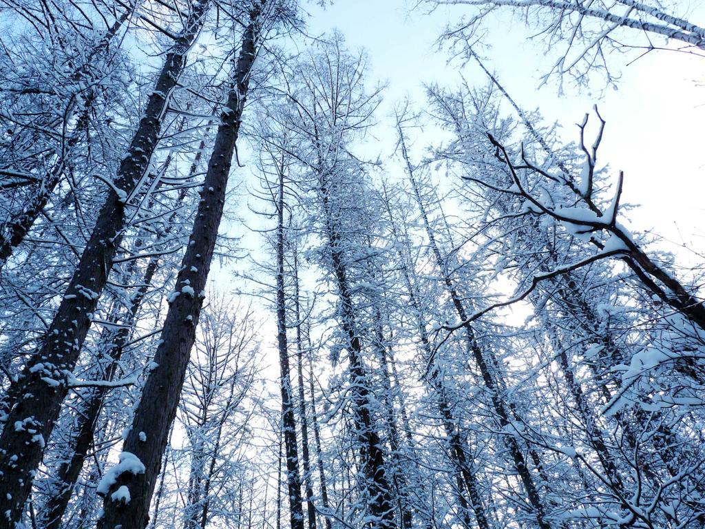Shin Furano Prince Hotel Exterior photo Snow-covered trees in the Black Forest